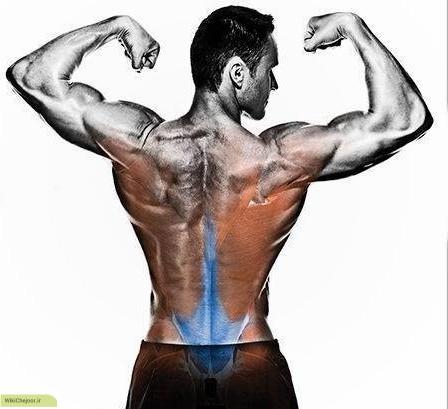 چگونه عضلات کمر را تقویت کنیم؟