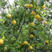 چگونه درخت لیمو را هرس کنیم؟