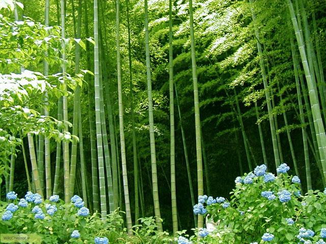 چگونه گیاه بامبو ژاپنی پرورش دهیم؟