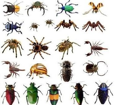 چگونه انواع حشرات را به انگلیسی بیان کنیم؟