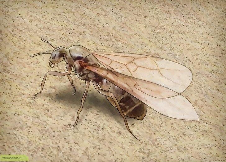 تشخیص مورچه ملکه | چگونه مورچه ملکه را تشخیص دهیم؟