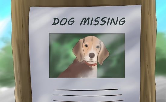 چگونه میتوانیم سگ گمشده خود را پیدا کنیم؟
