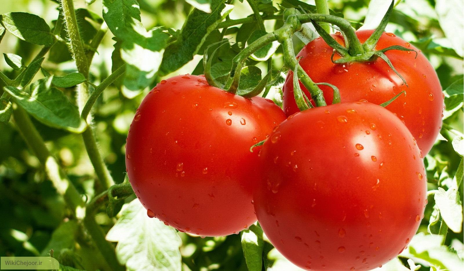 چگونه گوجه فرنگی کشت نماییم؟
