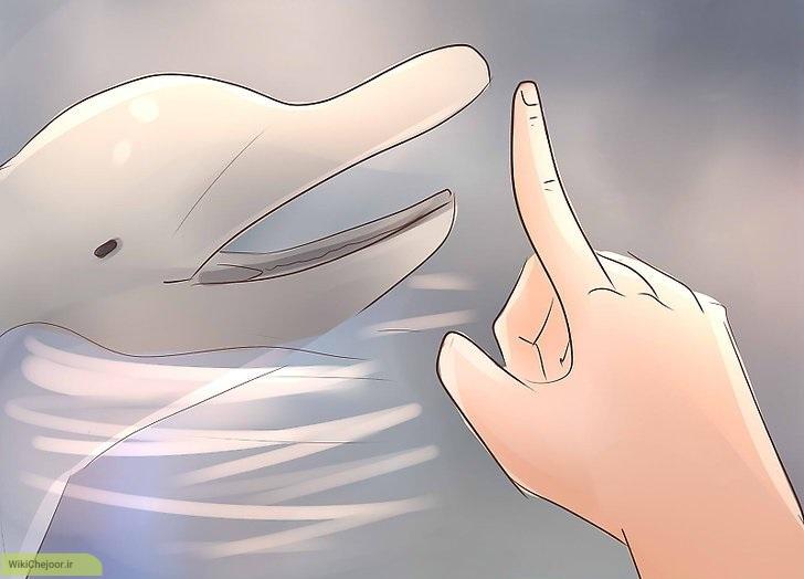 چگونه یک مربی دلفین شوید؟