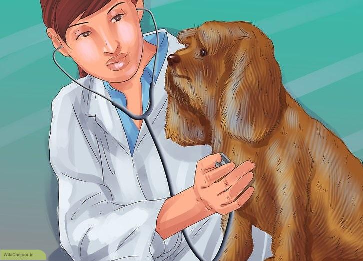 چگونه یک دامپزشک مناسب برای سگ خود پیدا کنید