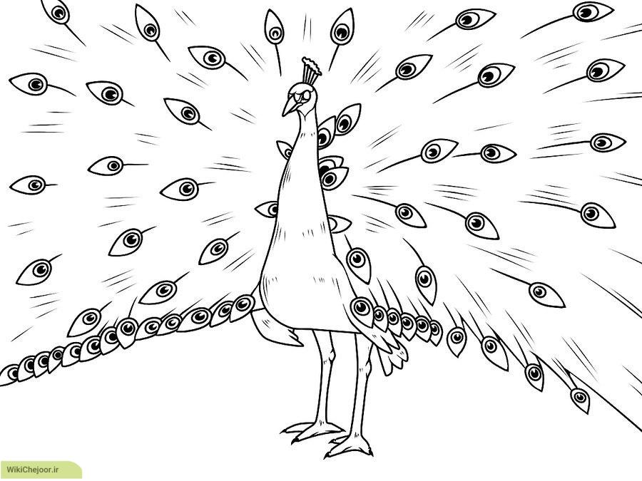 نقاشی ساده طاووس