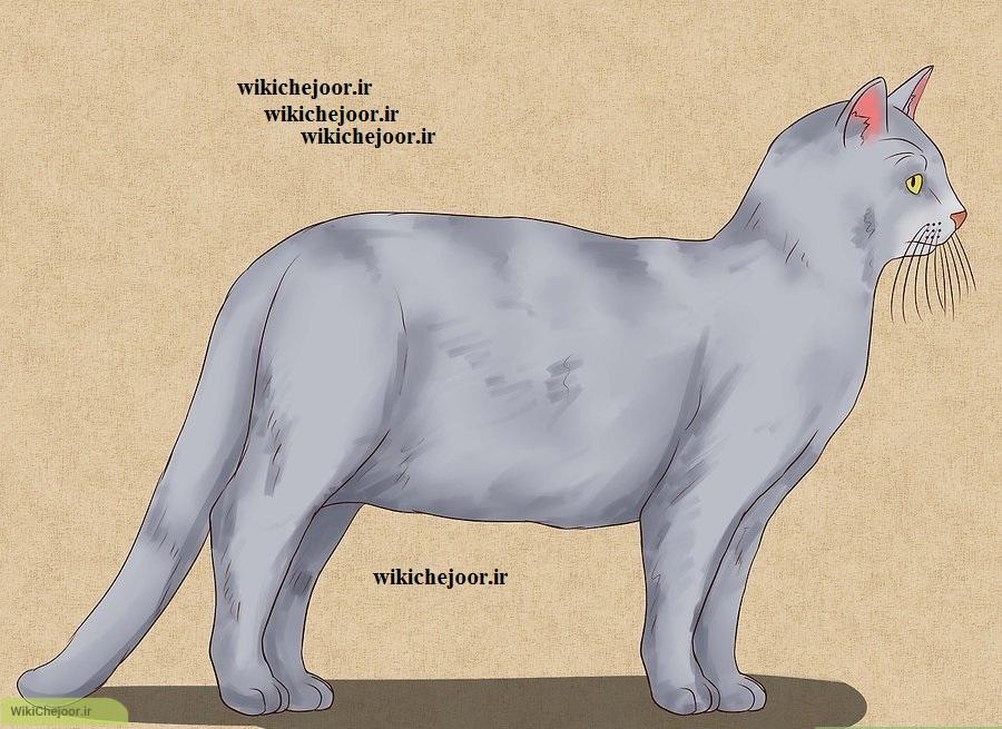چگونه نقاشی گربه تمام قد انجام دهیم؟
