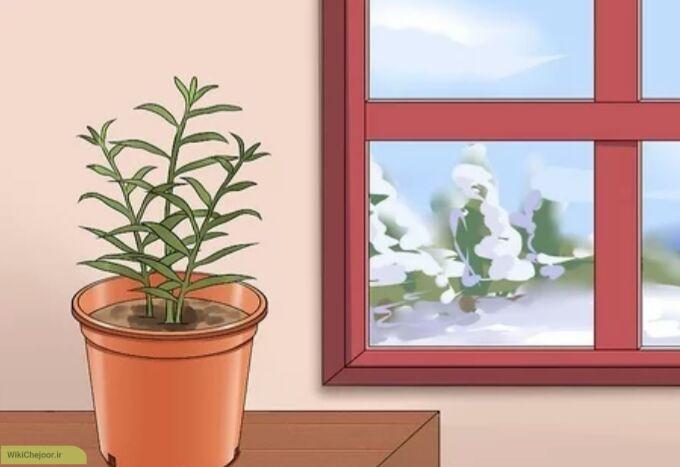 چگونه می توان گیاه زنجبیل را کاشت ؟
