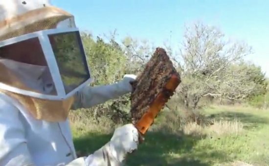 چگونگی پرورش زنبور عسل