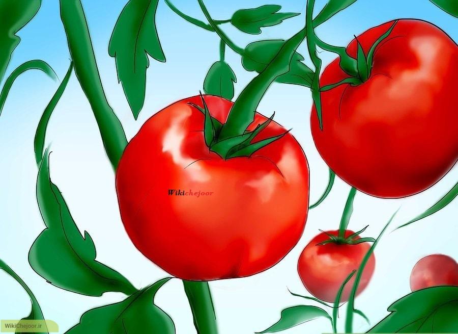 چگونه گوجه فرنگی از طریق دانه پرورش دهیم؟