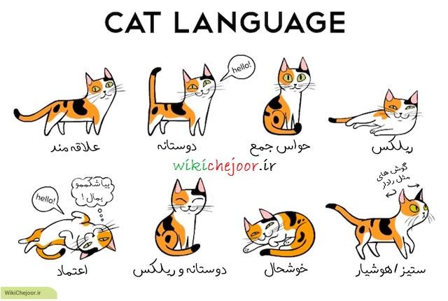 چگونه زبان گربه را بفهمیم؟