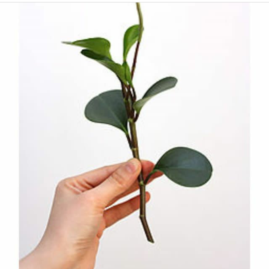 how-to-cut-sponge-leaves