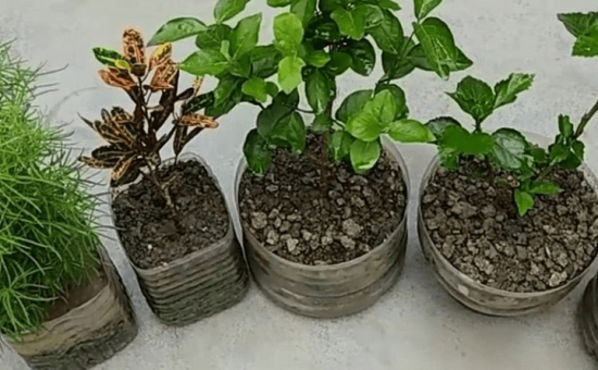 چگونه یک معجون جهت ضدعفونی و تقویت رشد گیاهان درست کنیم؟