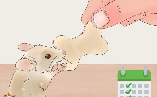 غذا دادن به موش خانگی | چگونه به موش خانگی غذا بدهیم؟