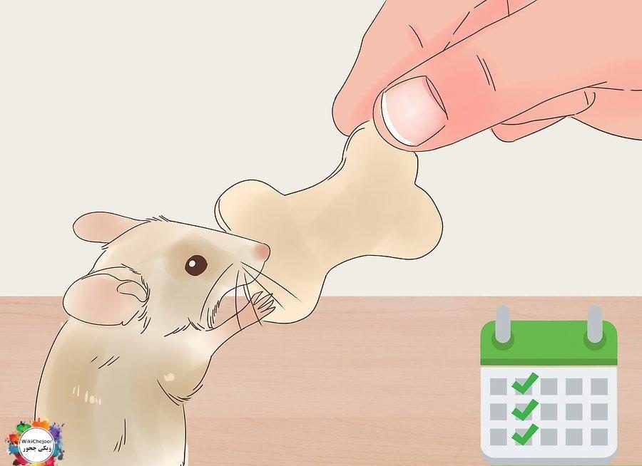 غذا دادن به موش خانگی | چگونه به موش خانگی غذا بدهیم؟