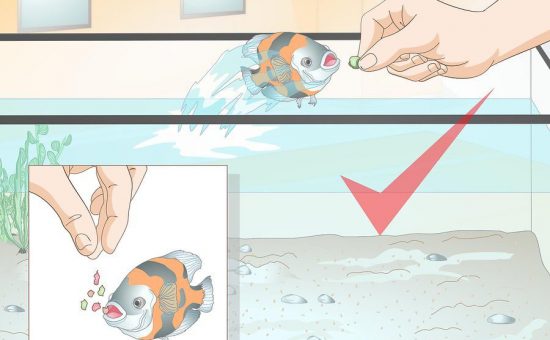 چگونه ماهی خود را برای انجام ترفندها آموزش دهیم؟