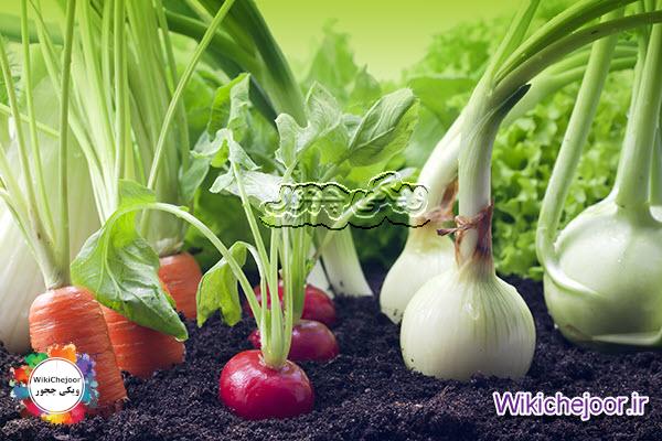 چگونه در فصل زمستان سبزیجات پرورش دهیم؟