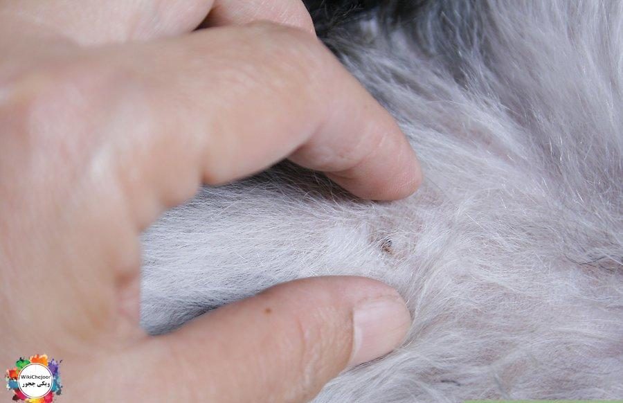 How to Maintain a Pet's Hair