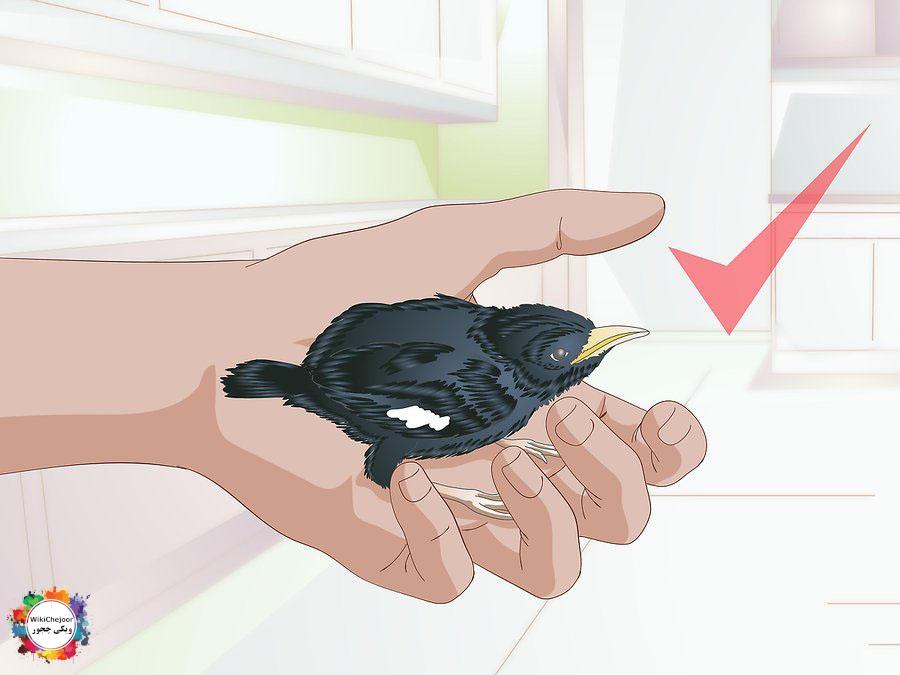 چگونه از پرنده مراقبت کنیم؟